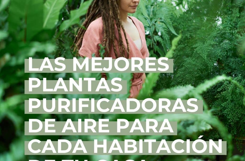 Las mejores plantas purificadoras de aire para cada habitación de tu casa (y su impacto en tus hormonas)
