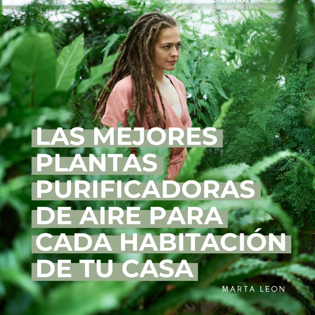 Las mejores plantas purificadoras de aire para cada habitación de tu casa (y su impacto en tus hormonas)
